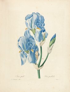 Iris Pallida, gravé par Victor, de 